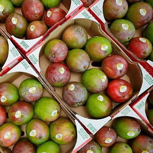 Michoacán Aumenta Exportaciones de Frutas