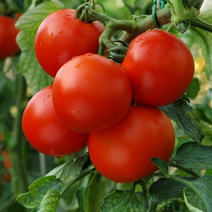 EUA No Impondrá Aranceles al Tomate Mexicano